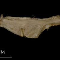 photo of White grouper ceratohyal epihyal complex medial view