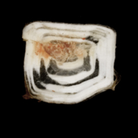 photo of Sea scorpion scute medial view