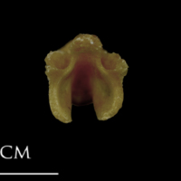 photo of Spanish mackerel basioccipital anterior view