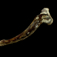 photo of Atlantic bluefin tuna  maxilla lateral view