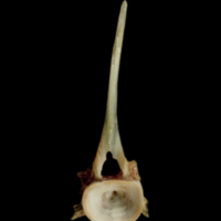 photo of Turbot first vertebra anterior view