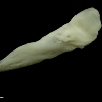 photo of Common carp posttemporal lateral view