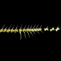 photo of Scad vertbral column lateral view