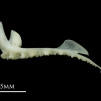 photo of Poor cod premaxilla lateral view