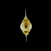 photo of Small sandeel caudal vertebra anterior view