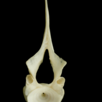 photo of Haddock first vertebra posterior view