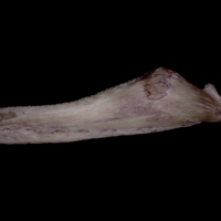 photo of Wels catfish dentary lateral view