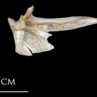 photo of Sea scorpion articular medial view