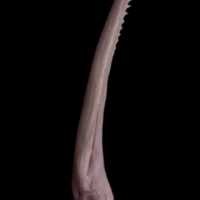 photo of Wels catfish serrated spine lateral view