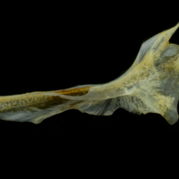 photo of Black seabream cleithrum lateral view