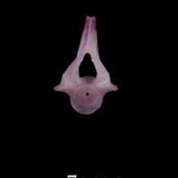 photo of Dragonet precaudal vertebra anterior view