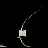 photo of European pilchard caudal vertebra lateral view