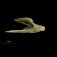 photo of Vendace dentary medial view