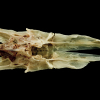 photo of Garfish parasphenoid ventral view