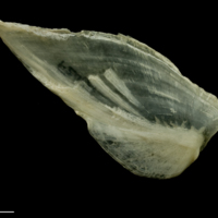 photo of Haddock subopercular lateral view