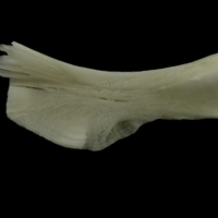 photo of Burbot ceratohyal medial view