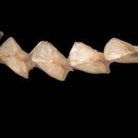 photo of Sturgeon scute lateral view