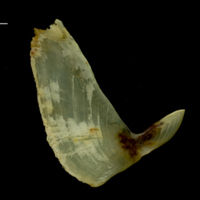 photo of Ballan wrasse subopercular medial view