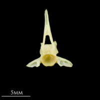 photo of Five-Bearded Rockling precaudal vertebra anterior view