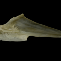 photo of Zander articular medial view