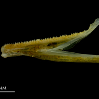 photo of Grey gurnard dentary lateral view