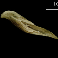 photo of Turbot supracleithrum medial view