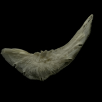 photo of Grayling preopercular lateral view