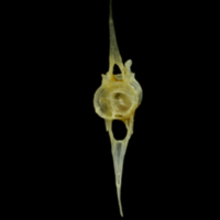 photo of Small sandeel precaudal vertebra posterior view