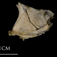 photo of White grouper quadrate lateral view