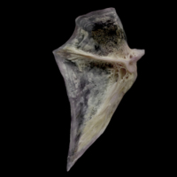 photo of Red seabream opercular medial view