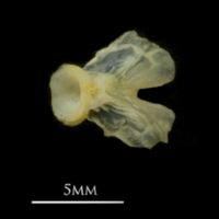 photo of European smelt basioccipital