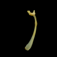 photo of Bullhead maxilla lateral view