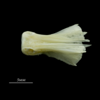 photo of European seabass basioccipital ventral view