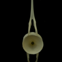 photo of Grayling caudal vertebra anterior view