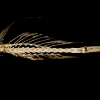 photo of Dragonet vertbral column lateral view