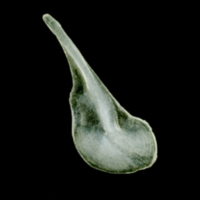 photo of European pilchard supracleithrum medial view