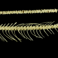 photo of Atlantic salmon vertbral column lateral view