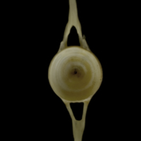 photo of Zander caudal vertebra posterior view