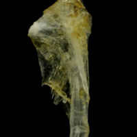 photo of Ruffe hyomandibular lateral view