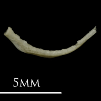 photo of Eelpout pharyngeal medial view