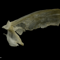 photo of Zander opercular medial view