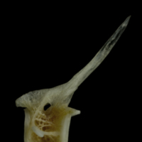 photo of Red gurnard precaudal vertebra lateral view