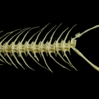 photo of Barbel caudal vertebra lateral view