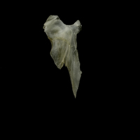 photo of Eelpout for assessment lateral view