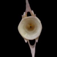 photo of Tub gurnard caudal vertebra posterior view
