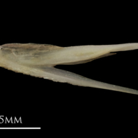 photo of European eel vomer lateral view
