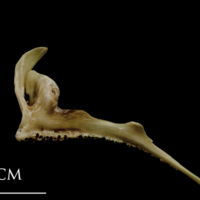 photo of Turbot premaxilla medial view