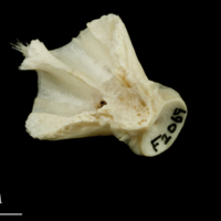 photo of Haddock basioccipital anterior view