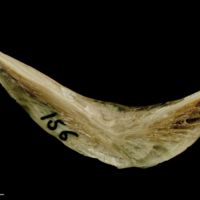 photo of Turbot preopercular medial view