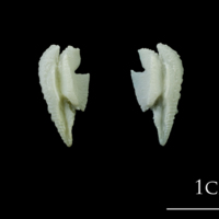 photo of Northern pike otolith(s) view 2